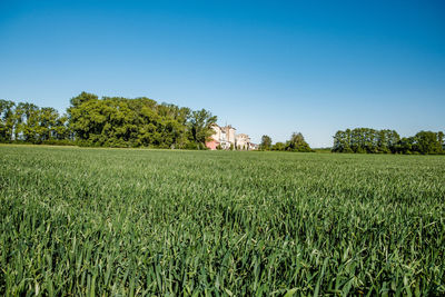 Crops growing on field against clear sky