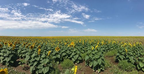 Scenic view of sunflower field against sky