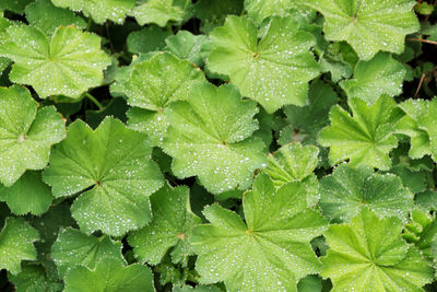 Full frame shot of wet leaves