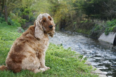 Portrait of dog on grass by stream