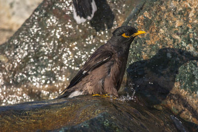 Close-up of bird perching on rock