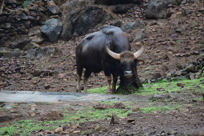 Horse standing on field
