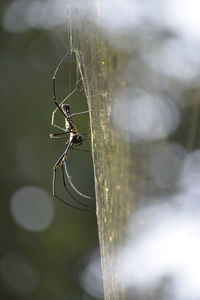 Close-up of spider on web