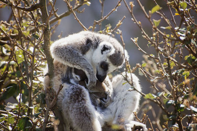 Close-up of lemure on tree