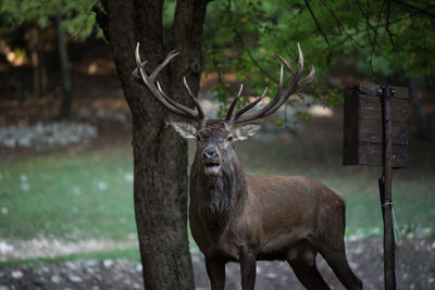 Deer in a forest