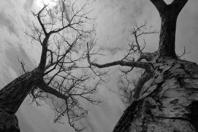 Low angle view of bare tree against sky