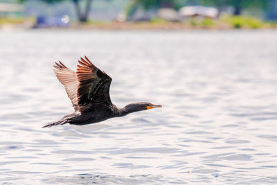 Bird flying over the sea