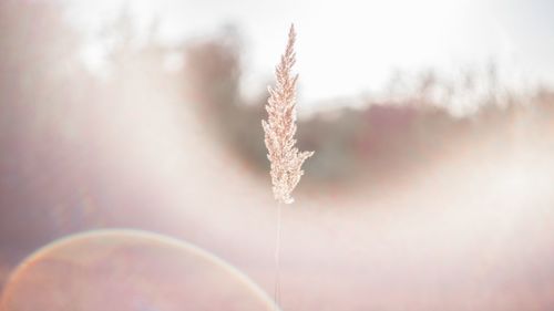 Close-up of frozen plant during winter