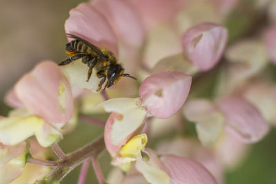 Macro shot of bee hovering over pink flower