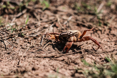 Close-up of insect on land