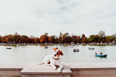 Portrait of dog sitting on stone wall by lake