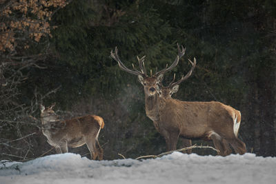 Stags during snow fall