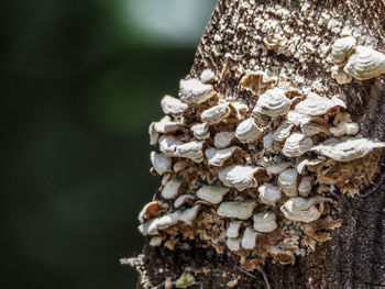 Close-up of mushrooms growing on tree trunk