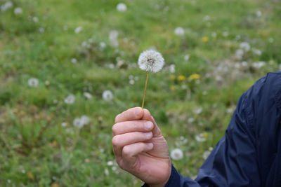 Close-up of human hand holding dandelion on field