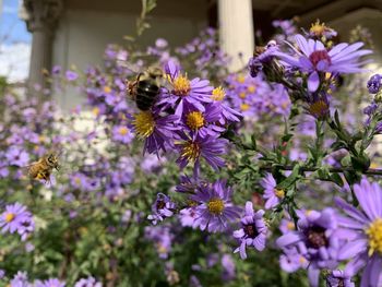 Close-up of bee pollinating on purple flower