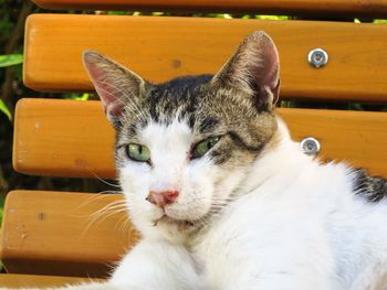 Close-up portrait of cat