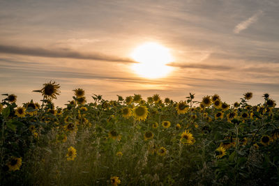Scenic view of sunflower field against sky during sunset