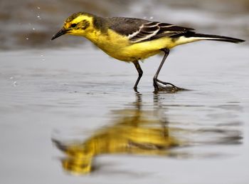 Yellow wagtail