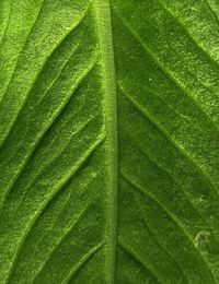 Full frame shot of wet leaves