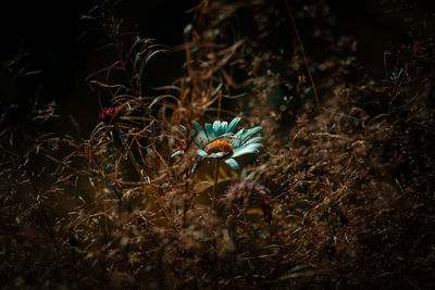 plant