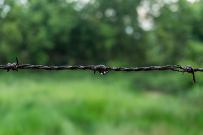 Close-up of barbed wire