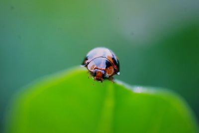 Close-up of ladybug on leaf