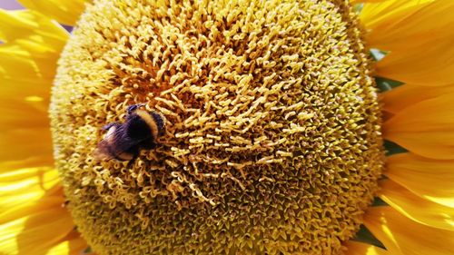 Close-up of bee pollinating on flower