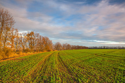 Scenic view of agricultural field against sky