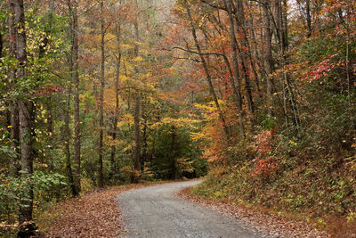 Road amidst trees in forest during autumn