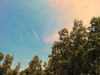 Low angle view of trees against sky