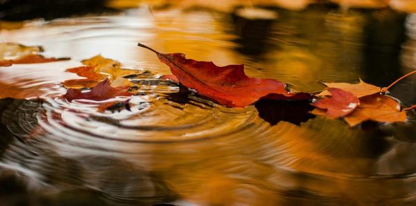 Reflection of trees in water