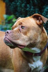 Close-up of dog looking away