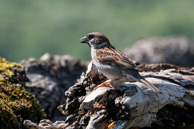 Close-up of bird perching on rock