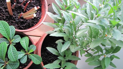 Plants growing on a wall