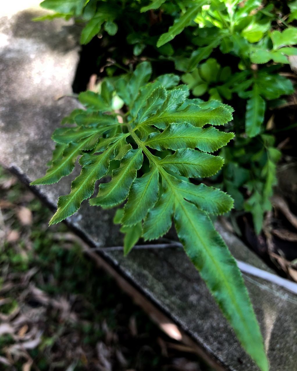 HIGH ANGLE VIEW OF LEAVES ON PLANT