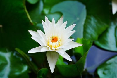 Close-up of white water lily