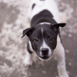 Close-up portrait of dog