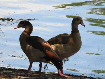 Close-up of duck on the beach