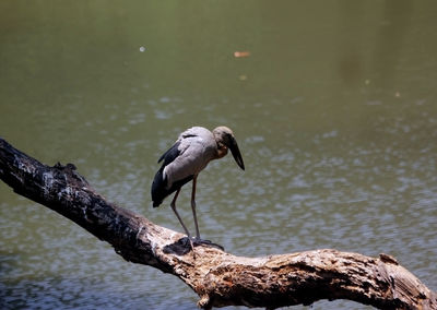 Bird perching on rock in lake