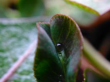 Close-up of fresh green plant