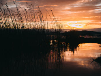 Silhouette plants by lake against sky during sunset