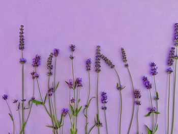 Close-up of purple flowering plants against purple background