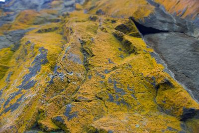 Close-up of yellow moss on rock