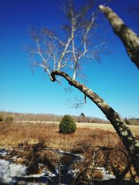 Close-up of tree against blue sky