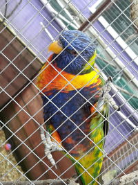 View of birds in cage