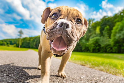 Close-up portrait of a dog