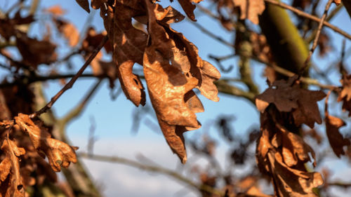 Close-up of dried leaves on tree