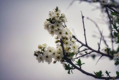 Low angle view of cherry blossoms against sky