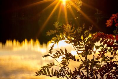 Close-up of illuminated plant against sky during sunset