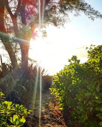 Sun shining through trees